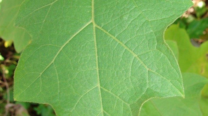 Close up of devil's fig leaf.