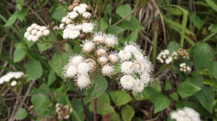 Photo of the Mexican Devil showing white flowers.