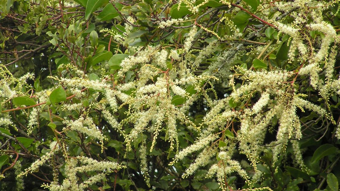 Madeira Vine with many flowers.