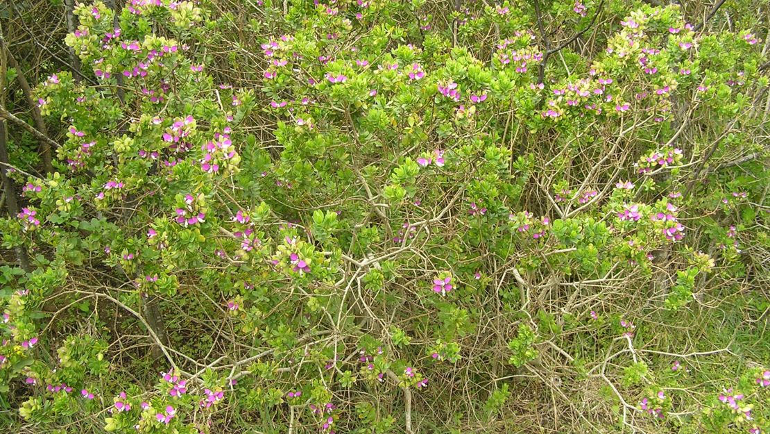 Sweet Pea shrub growing amongst other plants.