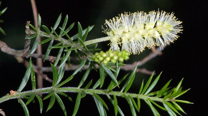 Close up of prickly leaved wattle flowers.