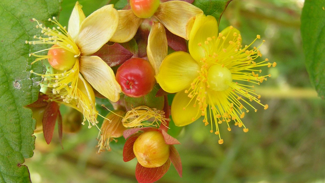 Close up of Tutsan flowers and flower buds.