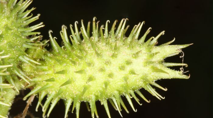 Noogoora Bur spiky seed bur.