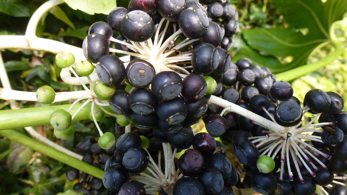 A cluster of fatsia berries. 