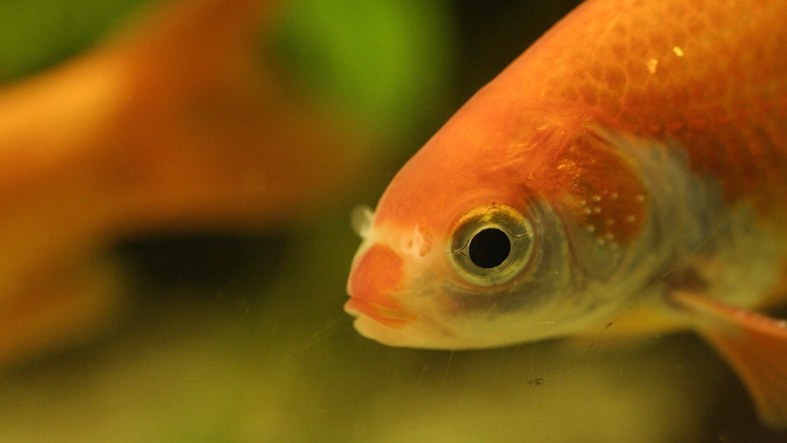 An image of a goldfish in an aquarium.