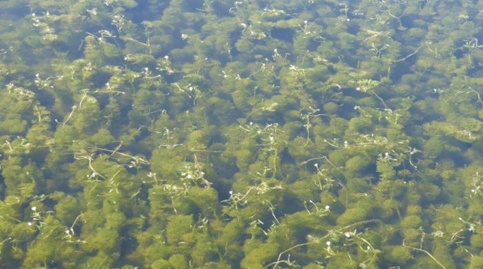 Dense mat of cabomba in the water with small white flowers above the surface.