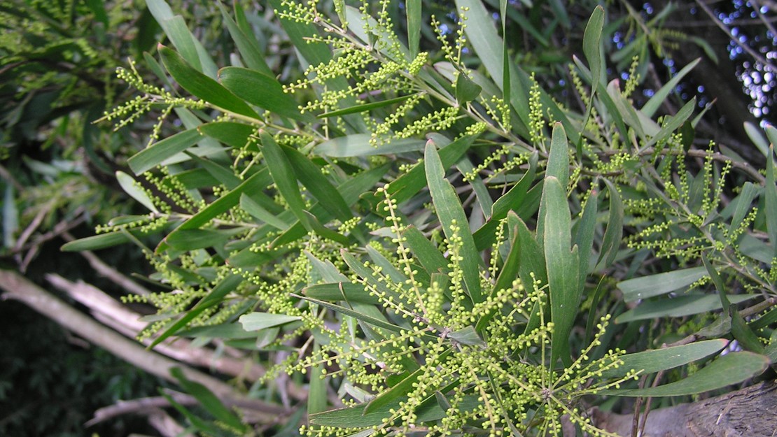 Sydney Golden Wattle leaves with immature flower buds.