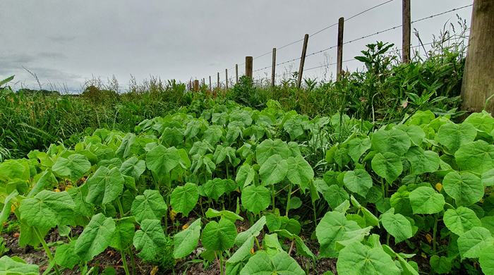 A cluster of velvet leaf growing in a field.