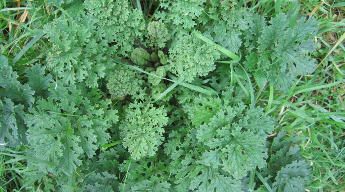 Ragwort