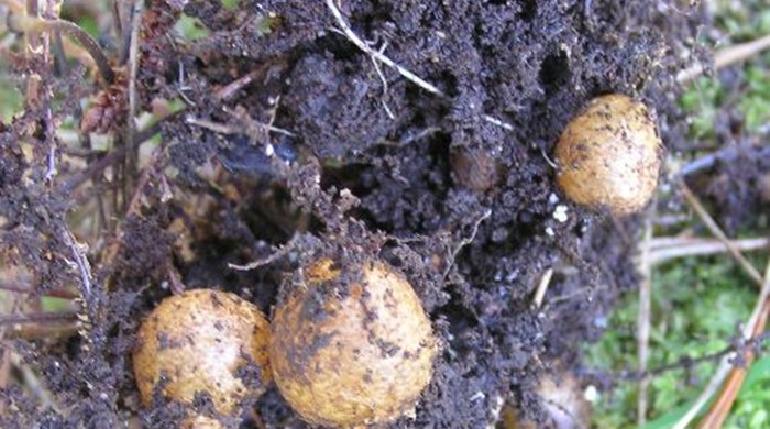 Close up of Tuber Ladder Fern tubers in soil.