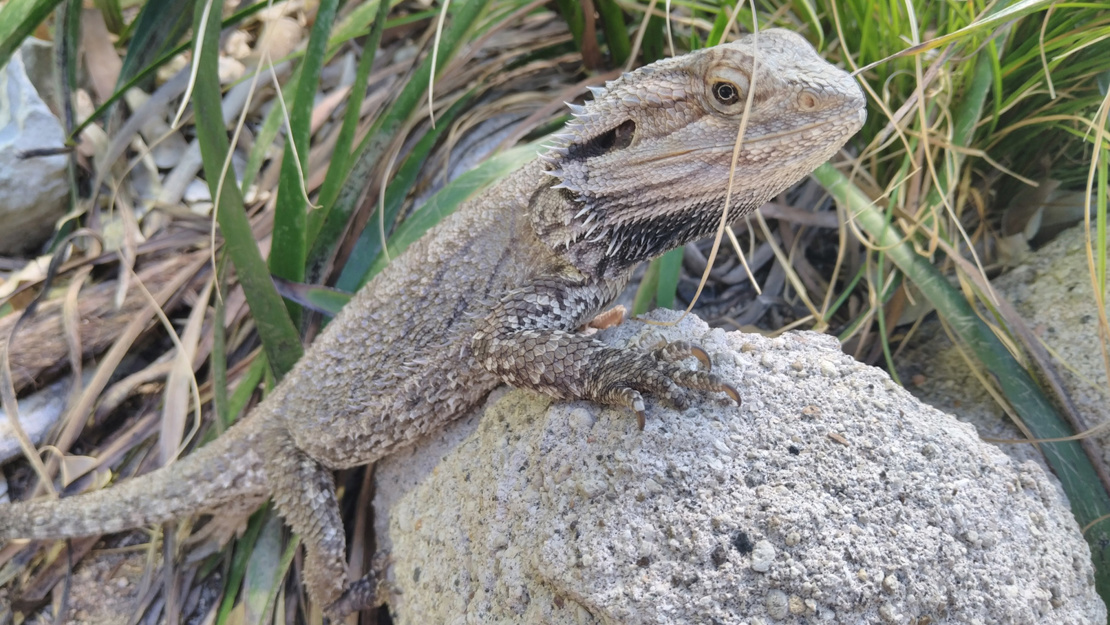 Bearded dragon perched on a rock sunning itself. 