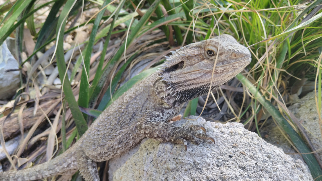 Bearded dragon perched on a rock sunning itself.