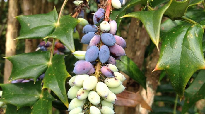 Chinese holly grapes hanging on a long stem with pointy leaves. 