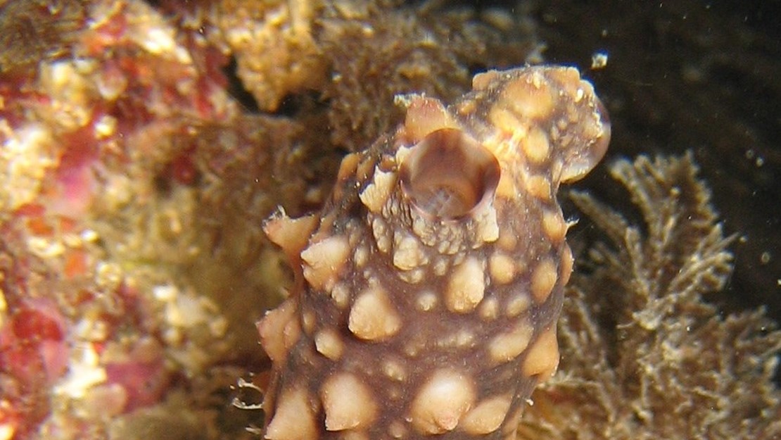 Close up of a styela sea squirt.
