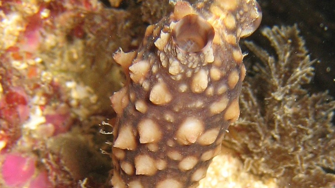 Close up of a styela sea squirt.