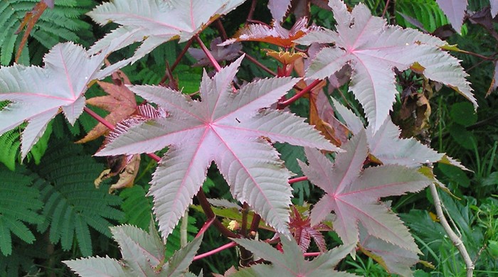 Castor oil plant with purple pointy leaves.