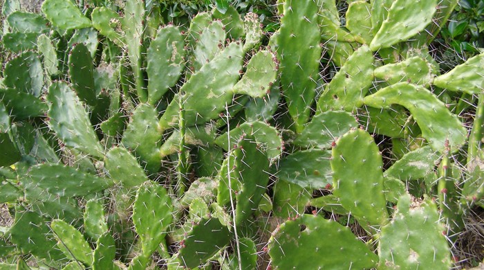An overgrown cluster of drooping prickly pear.
