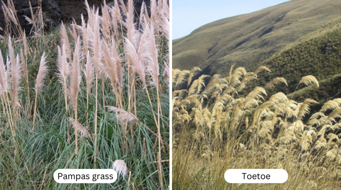 Comparison pampas grass and native toetoe