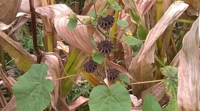 Velvet leaf growing in a corn field.