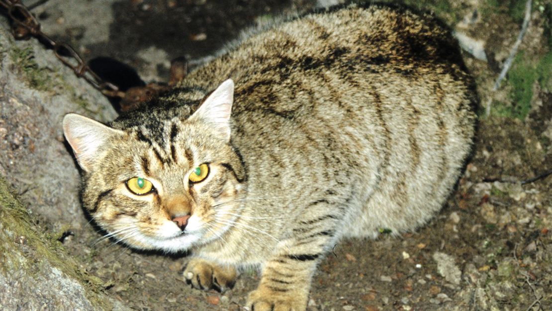 A cat hunkering down and bristling at the camera.