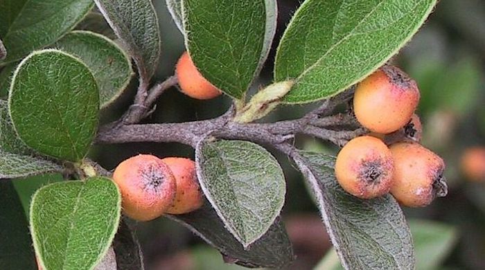 Close up of cotoneaster berries.