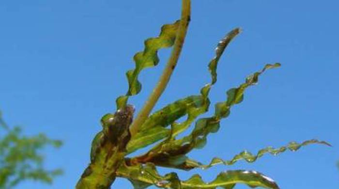 Close up of curled pondweed with small frilled leaves.