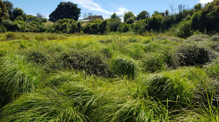 Lush vegetation covering Hochstetter Pond. 