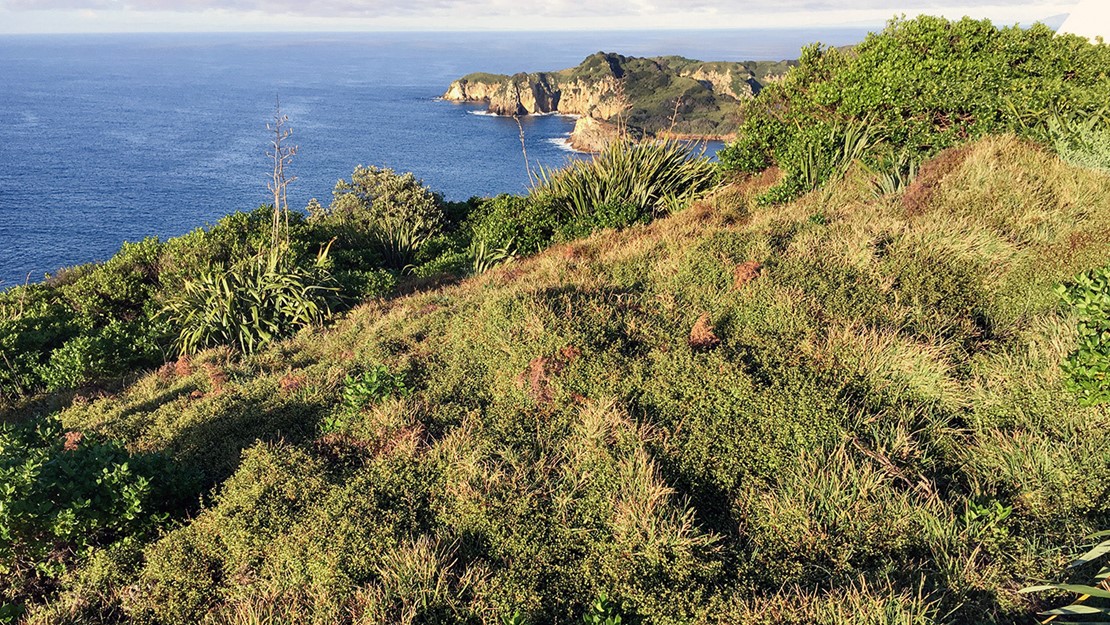 Mosaic of different herbs, grasses and flaxes grow on a cliff overlooking the sea.