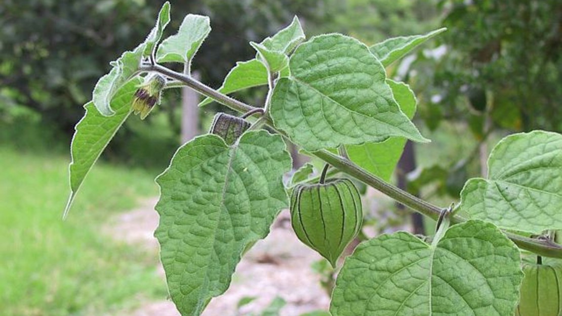 Close up of a branch of cape gooseberry with pointed leaves and a puffy green berry.