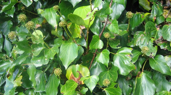 Thick wall of Engish ivy.