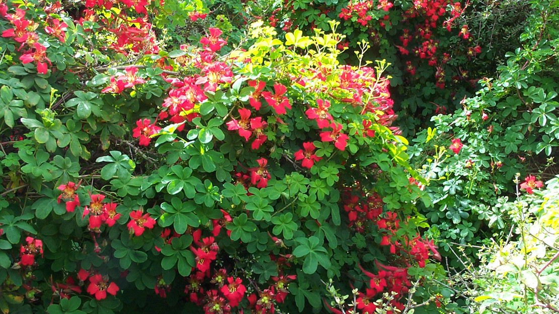 Large bush of Chilean flame creeper.