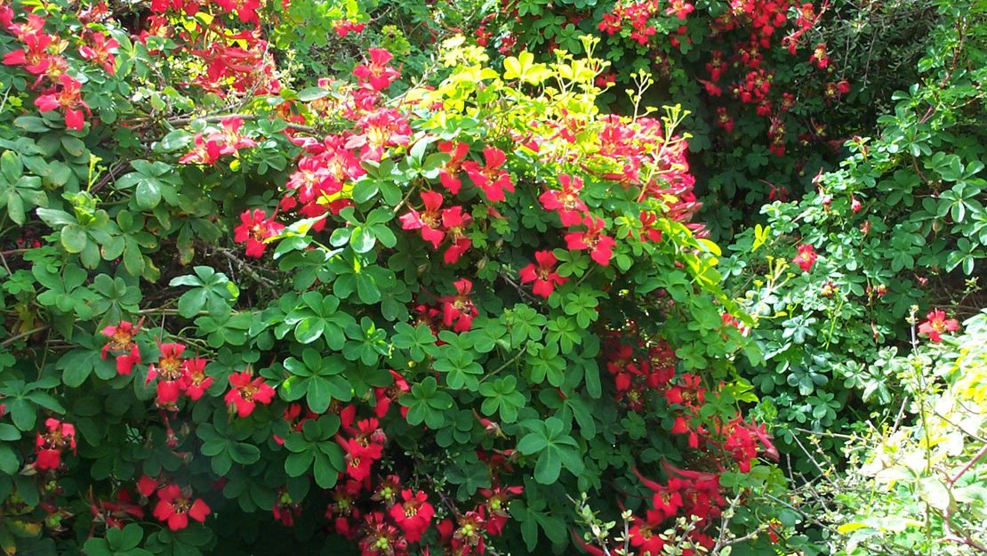 Large bush of Chilean flame creeper.