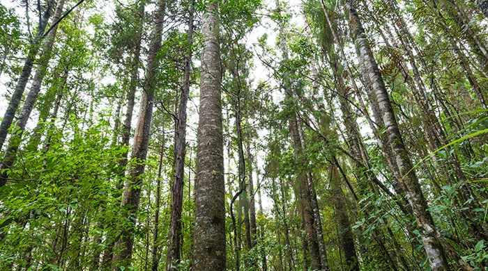 Trunks and understorey of tall narrow kauri trees.