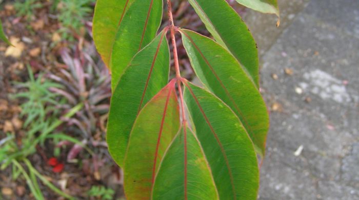 Close up on rhus tree leaves.