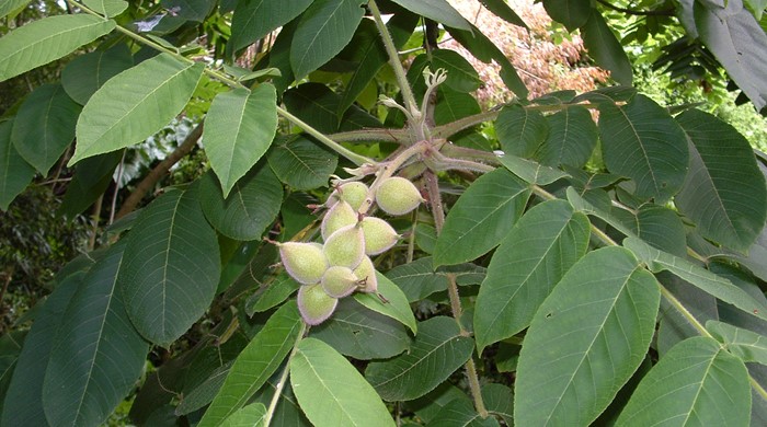 Japanese Walnut leaves with large cluster of fruit.