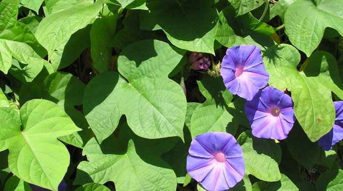 Three morning glory flowers.