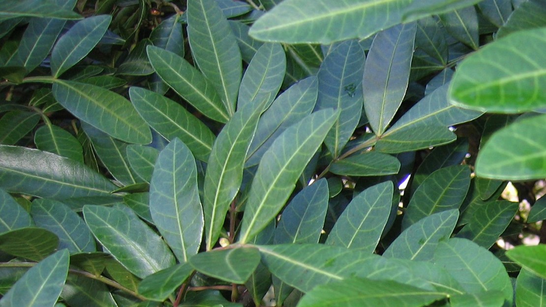 Close up of the large Brazilian pepper tree leaves.