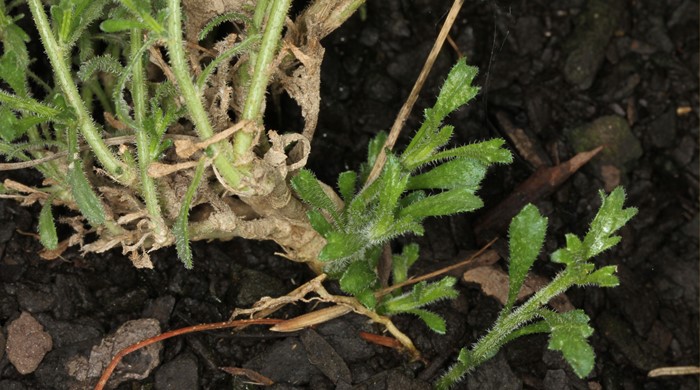 A close up of the roots of a bur daisy. 