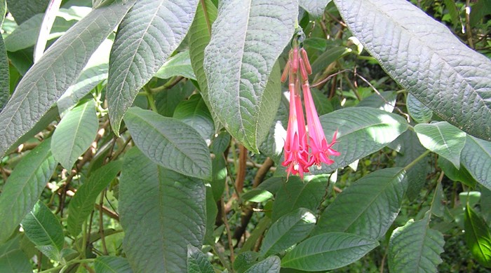 Large leaves of the Bolivian fuchsia with clusters of flowers.