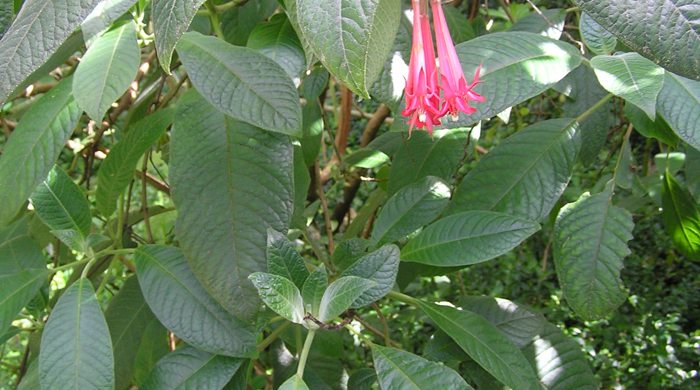 Large leaves of the Bolivian fuchsia with clusters of flowers.