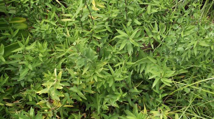 Wild bomarea with tall stalks and long leaves.