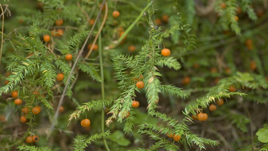 Climbing asparagus leaves and orange berries.