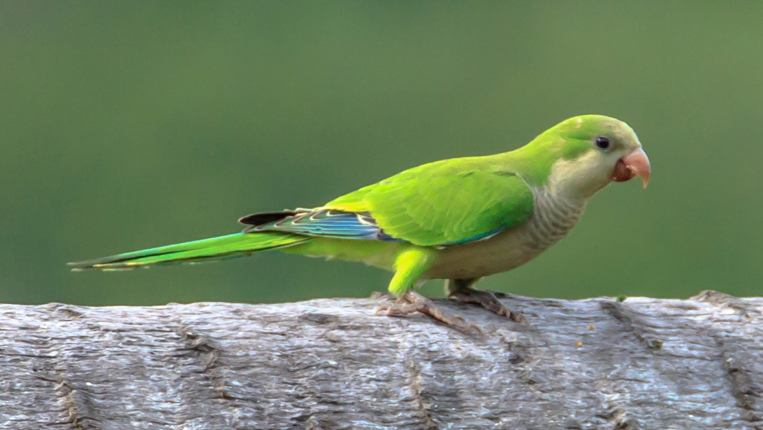 The monk parrot is perched on a tree. 