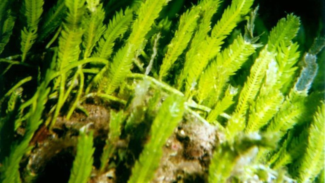 Caulerpa underwater attached to a rock.