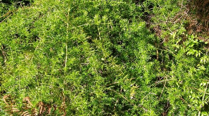 The climbing stalks of bushy asparagus.
