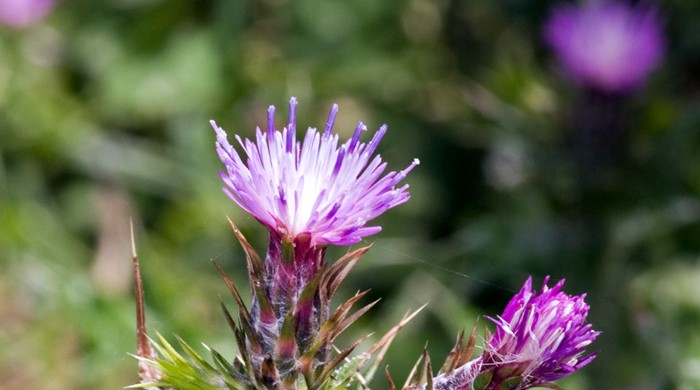 Nodding Thistle close up of flower and flower buds.
