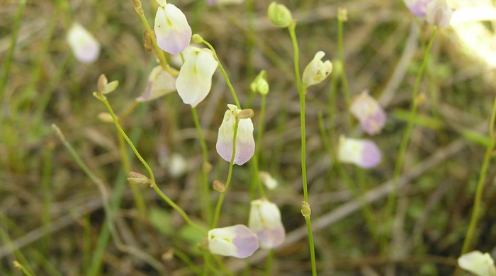 Small white and purple bladderwort flowers.