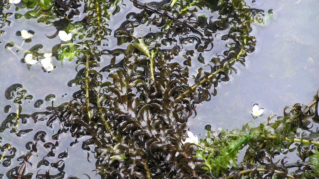 Egeria floating in the water.