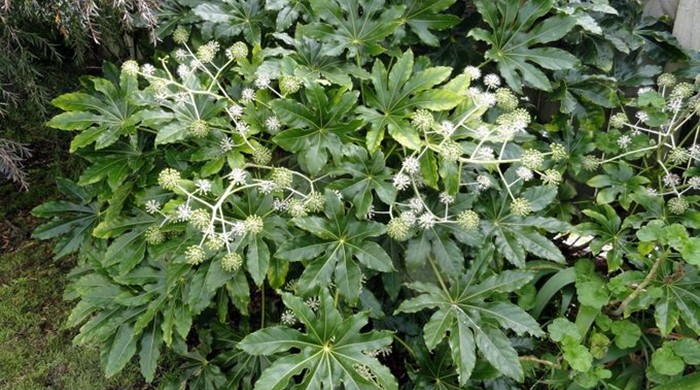 Photo of Fatsia, showing leaves and flowers.