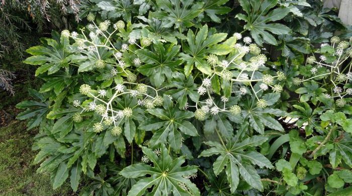 Photo of Fatsia, showing leaves and flowers.